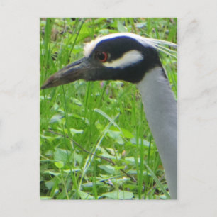 Postal Perfil de Heron