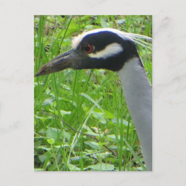 Postal Perfil de Heron (Anverso)