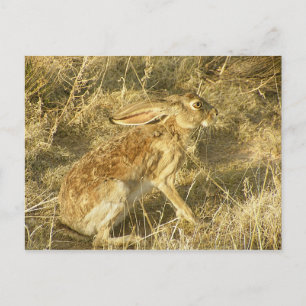Postal Perfil de Jackrabbit Sunset