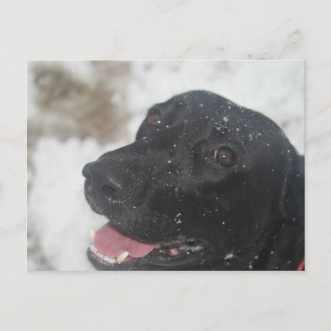 Postal Perfil de los pastores de Labrador Negro en la pos (Anverso)