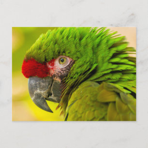 Postal Perfil de macaw en el zoológico de Santa Bárbara