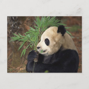 Postal Perfil de Panda