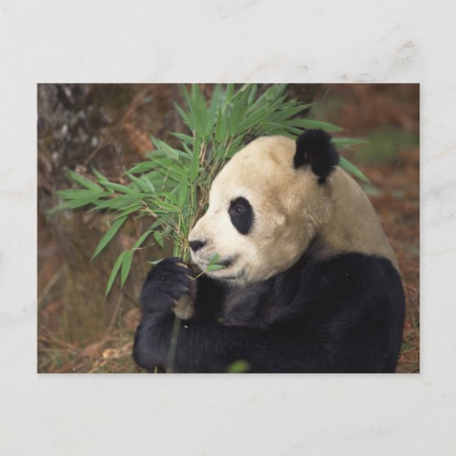 Postal Perfil de Panda (Anverso)