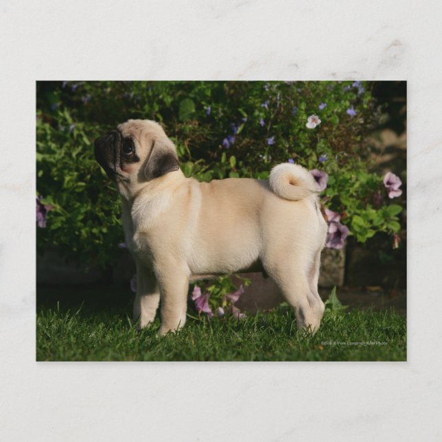 Postal Perfil de Pug de Fawn (Anverso)