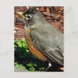 Postal Perfil de Robin