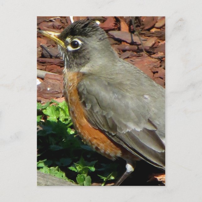 Postal Perfil de Robin (Anverso)