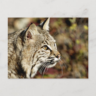 Postal Perfil de un Bobcat