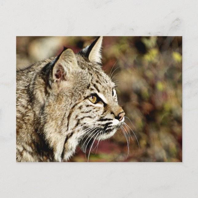 Postal Perfil de un Bobcat (Anverso)