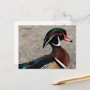 Postal Perfil de un pato joyuyo macho