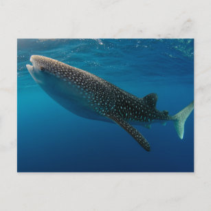 Postal Perfil de un tiburón ballena, Indonesia