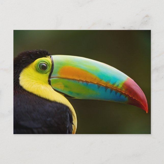 Postal Perfil de un Toucan Quilla-cargado en cuenta (Anverso)
