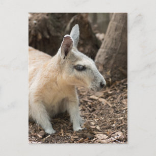 Postal Perfil de Wallaby