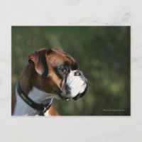 Perfil del lado del perro del boxeador