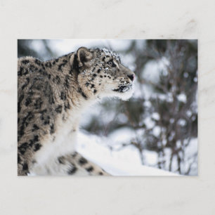 Postal Perfil del leopardo de la nieve