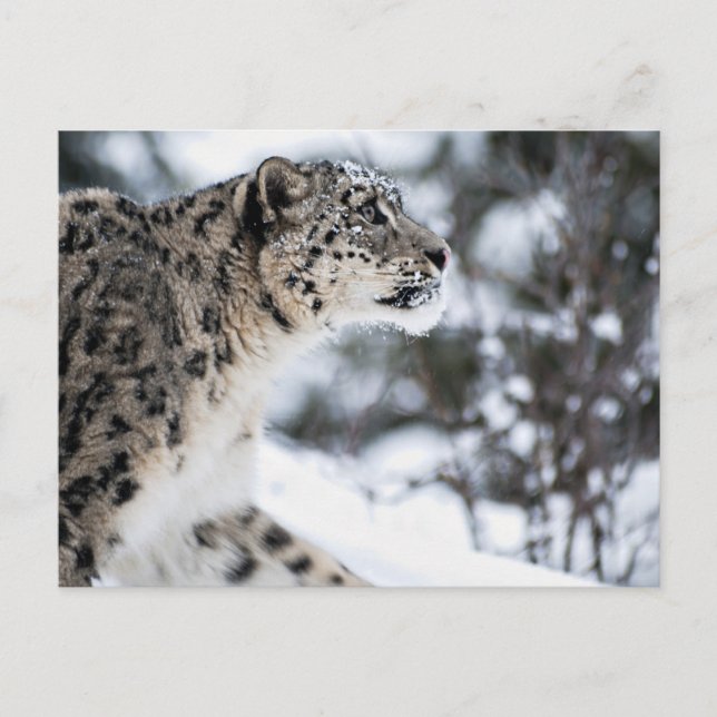 Postal Perfil del leopardo de la nieve (Anverso)
