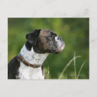 Perfil del perro del boxeador