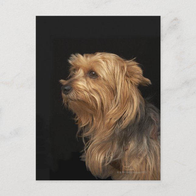 Postal Perfil izquierdo de Yorkie negro y marrón en negro (Anverso)