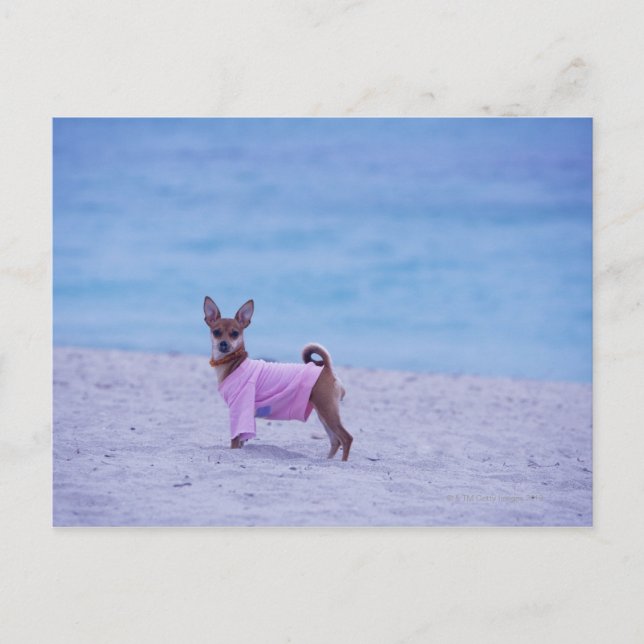 Postal Perfil lateral de un perro parado en la playa, (Anverso)