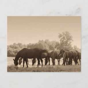 Postal Perfume de caballos- Fotografía con Tono de Sepia