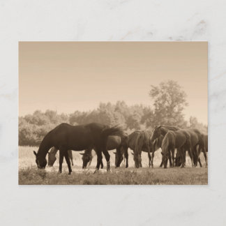 Postal Perfume de caballos- Fotografía con Tono de Sepia