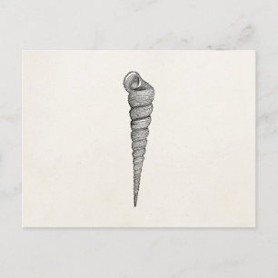 Postal Pergamino de conchas antiguas de espiral vintage
