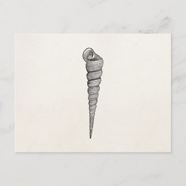 Postal Pergamino de conchas antiguas de espiral vintage (Anverso)