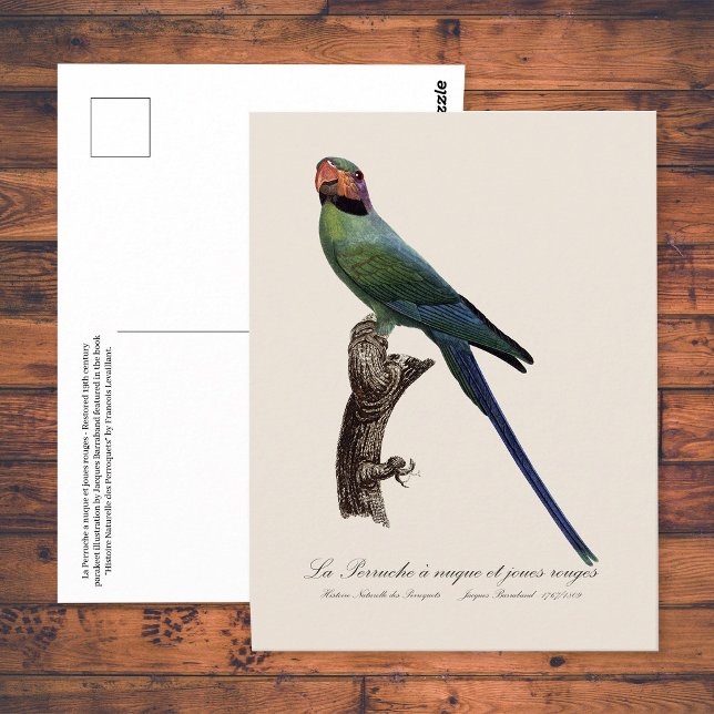 Postal Perico Colilargo, Psittacula Longicauda (Long-Tailed Parakeet, Psittacula Longicauda. Postcard)