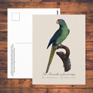 Postal Perico Frentianaranjado, Eupsittula Canicularis