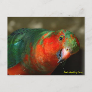 Postal Perico Rey Australiano Juvenil Masculino