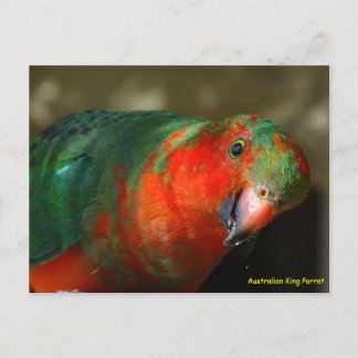 Postal Perico Rey Australiano Juvenil Masculino