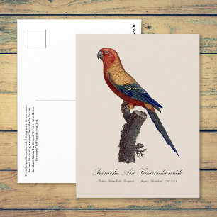 Postal Perico Sol, Aratinga Solstitialis