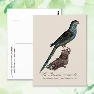 Postal Perico Terrestre o Perico de Pantano, Pezoporus Wa