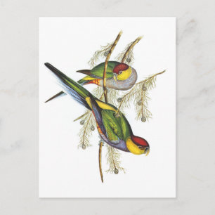 Postal Periquito - Arte de Aves Vintage