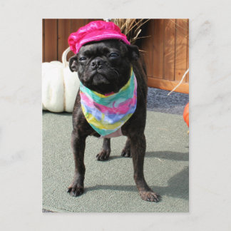 Postal Perla - Pug y Boston Terrier mix Breed Photo-08