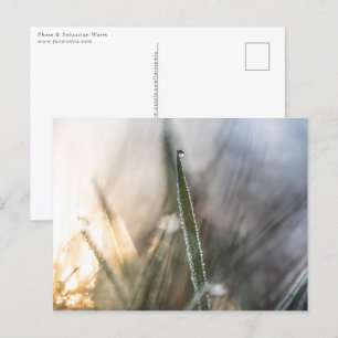 Postal Perlas de Dew Nature Foto