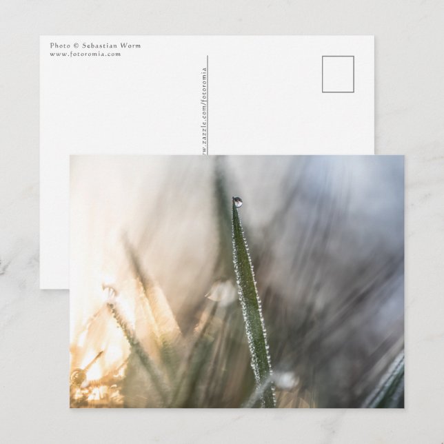 Postal Perlas de Dew Nature Foto (Anverso / Reverso)