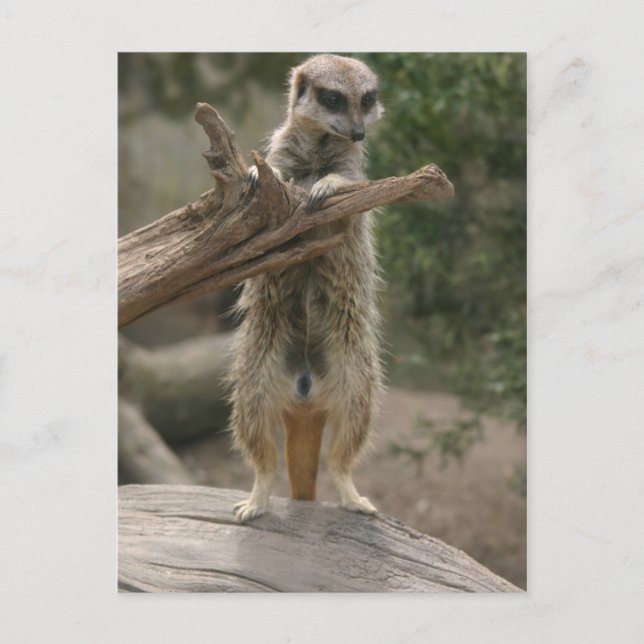 postal permanente de Meerkat (Anverso)