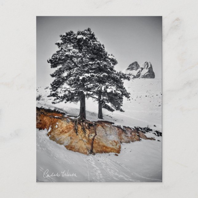 Postal Pero crece (Anverso)