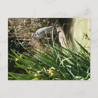 Postal Perón azul en el zoológico de San Diego