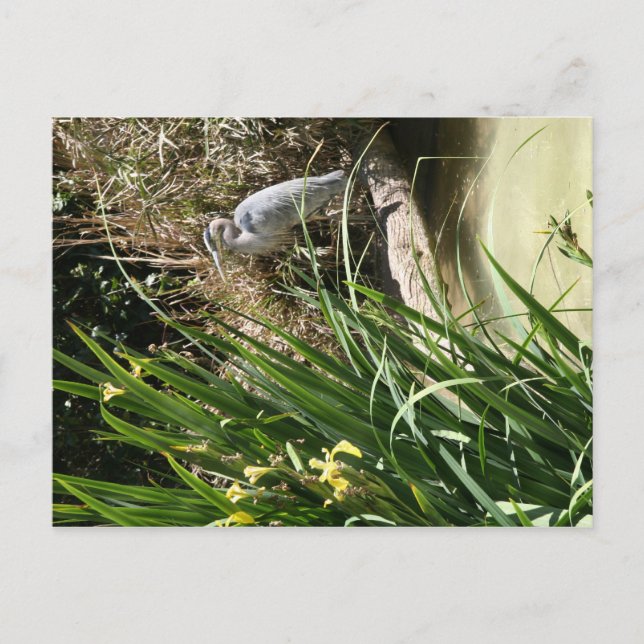 Postal Perón azul en el zoológico de San Diego (Anverso)