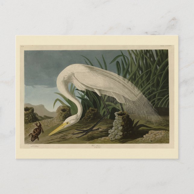 Postal Perón blanco, gran hierba, aves auduónicas de Amér (Anverso)