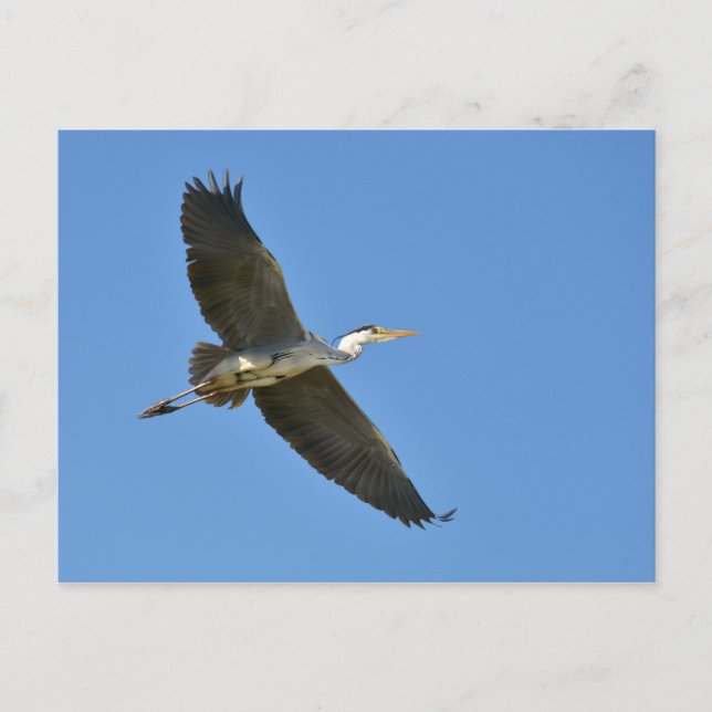 Postal Perón gris en vuelo (Anverso)