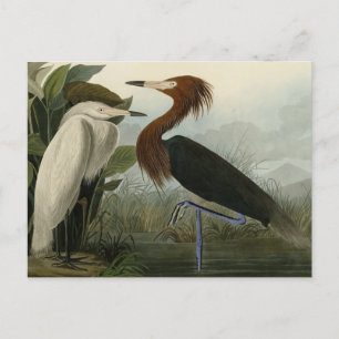 Postal Perón morado - de los pájaros de Estados Unidos de