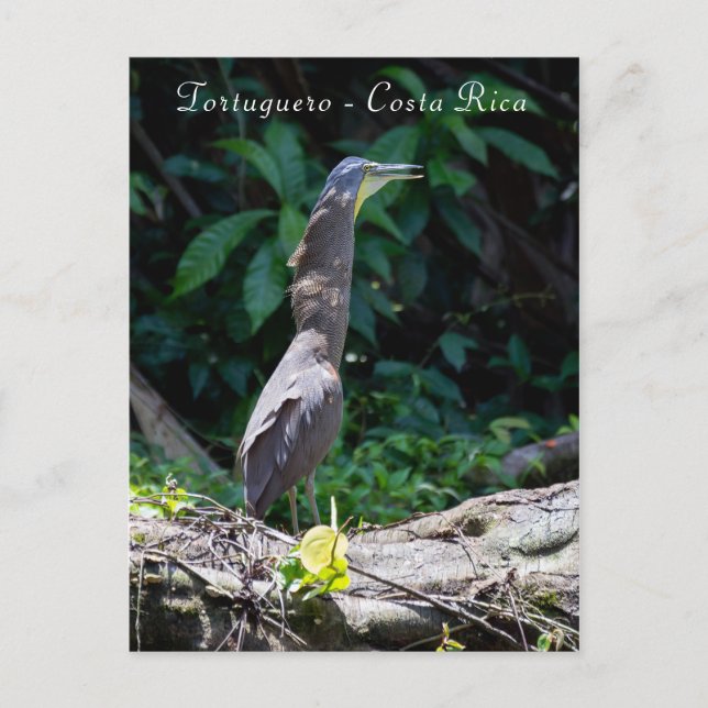 Postal Perón tigre al desnudo en Tortuguero (Anverso)