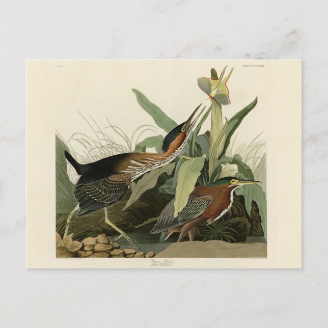 Postal Perón verde, los pájaros de América de John James  (Anverso)