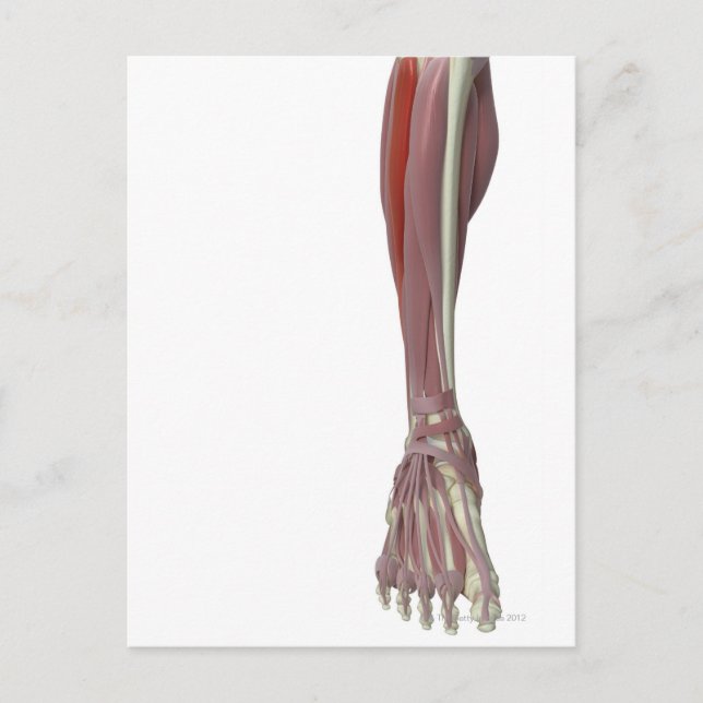 Postal Peroneus Longus (Anverso)