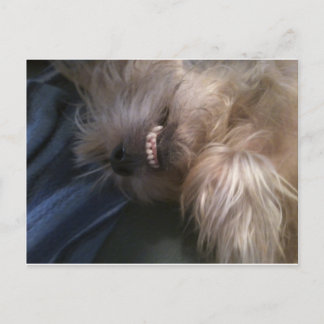 Postal perrito