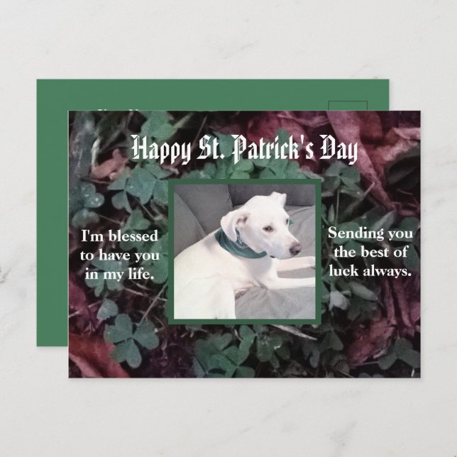 Postal Perrito Adorable Con Bufanda Verde Tréboles De La  (Anverso / Reverso)