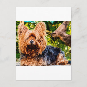 Postal Perrito Bonito Mascota Yorkie Paz Amor Destino Div