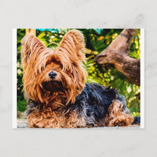 Postal Perrito Bonito Mascota Yorkie Paz Amor Destino Div